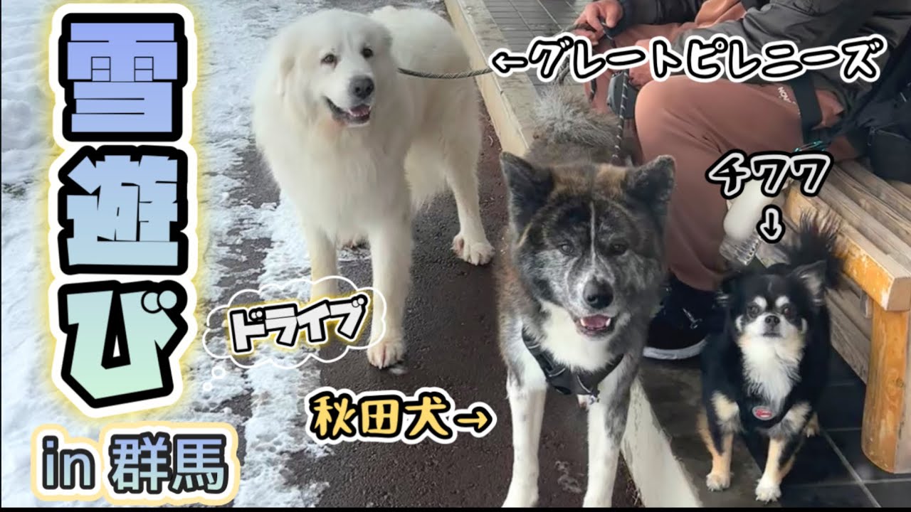 大型犬と群馬県の雪遊び❄️ グレートピレニーズ•秋田犬•チワワの冬の日2026’