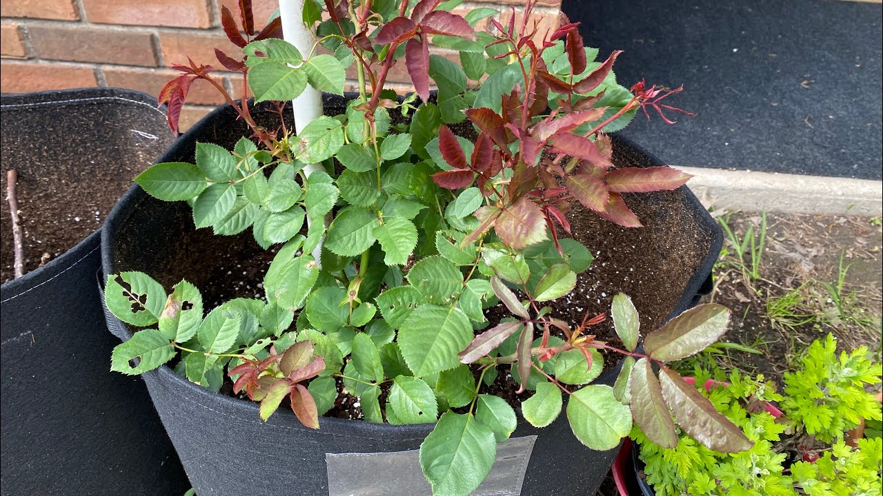 Planting Roses in Grow Bag! #roses #flowers #gardening #springflowers ...