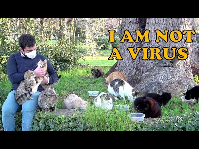 Cat island. You should escape the virus, not cats.