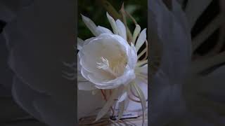 Bramha kamala#Flower slowly blooms#At night 3 o'clock#Beautiful#