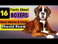 16 important facts about boxer dog all new  prospective owners should know