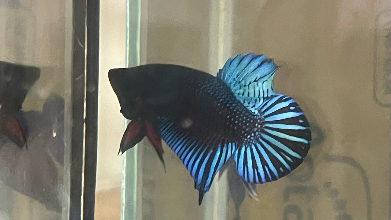 Please show me a special type of fish, the Indonesian species of stingray. It is very beautiful.