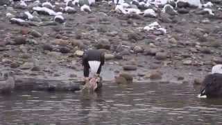 Bald Eagles - Squamish Eagle run Feb 2014