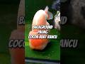 Background (Alami) Paling Cocok Buat Rancu