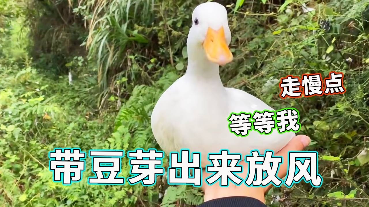 豆芽一出来放风就撒欢，跑得比谁都快，天哥当场吐槽：真是白疼你啦！【天下一场梦】