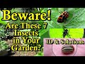 Identifying 7 Bad Insects You DON&#39;T Want in Your Garden: Visual Identification &amp; Treatment Options