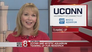 UConn, Mystic Aquarium agree to research partnership
