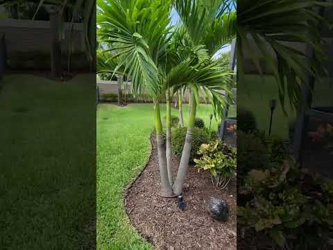 multi-trunk Christmas Palms