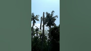 #shorts#coconut tree cutting amazing skill/i love god