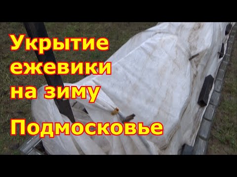 Укрываю ежевику на зиму, как укрыть и не сломать побеги. Подготовка к зиме ежевики Подмосковье.