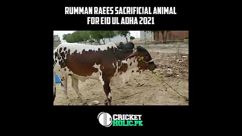 Rumman Raees Sacrifice Animal for EID 2021