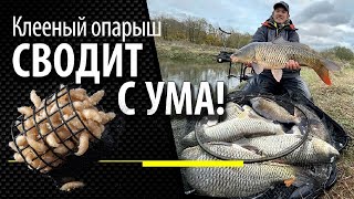 КЛЕЕНЫЙ ОПАРЫШ сводит с ума крупную рыбу!