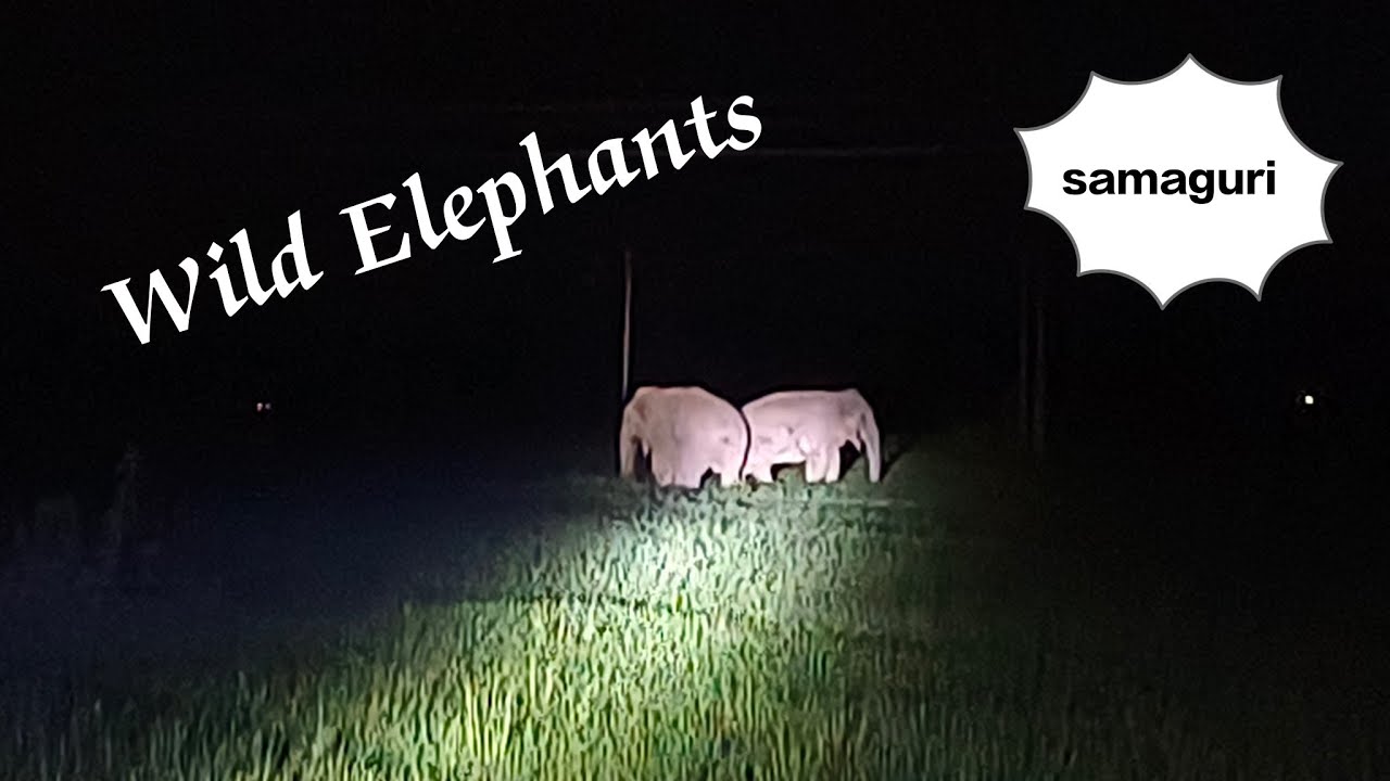 Wild elephants//Wild elephants roam free in paddy fields