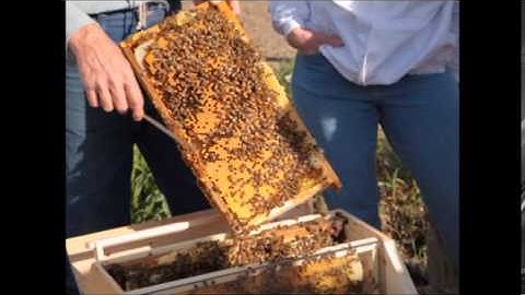 Worker cells versus drone cells