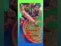 🌱 आज एक पेड़ लगाएं, कल जीवन बचाएं।पेड़ हैं तो भविष्य है। 🌳#PlantMoreTree #live #teachers #kids