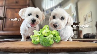 My Dogs Review Different Foods Again!