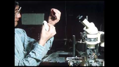 The squid and its giant nerve fibre Part 2