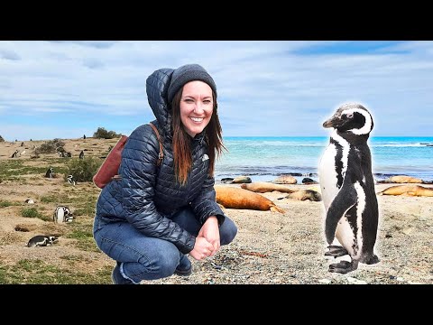 Penguin Paradise: Exploring Puerto Madryn's Wildlife