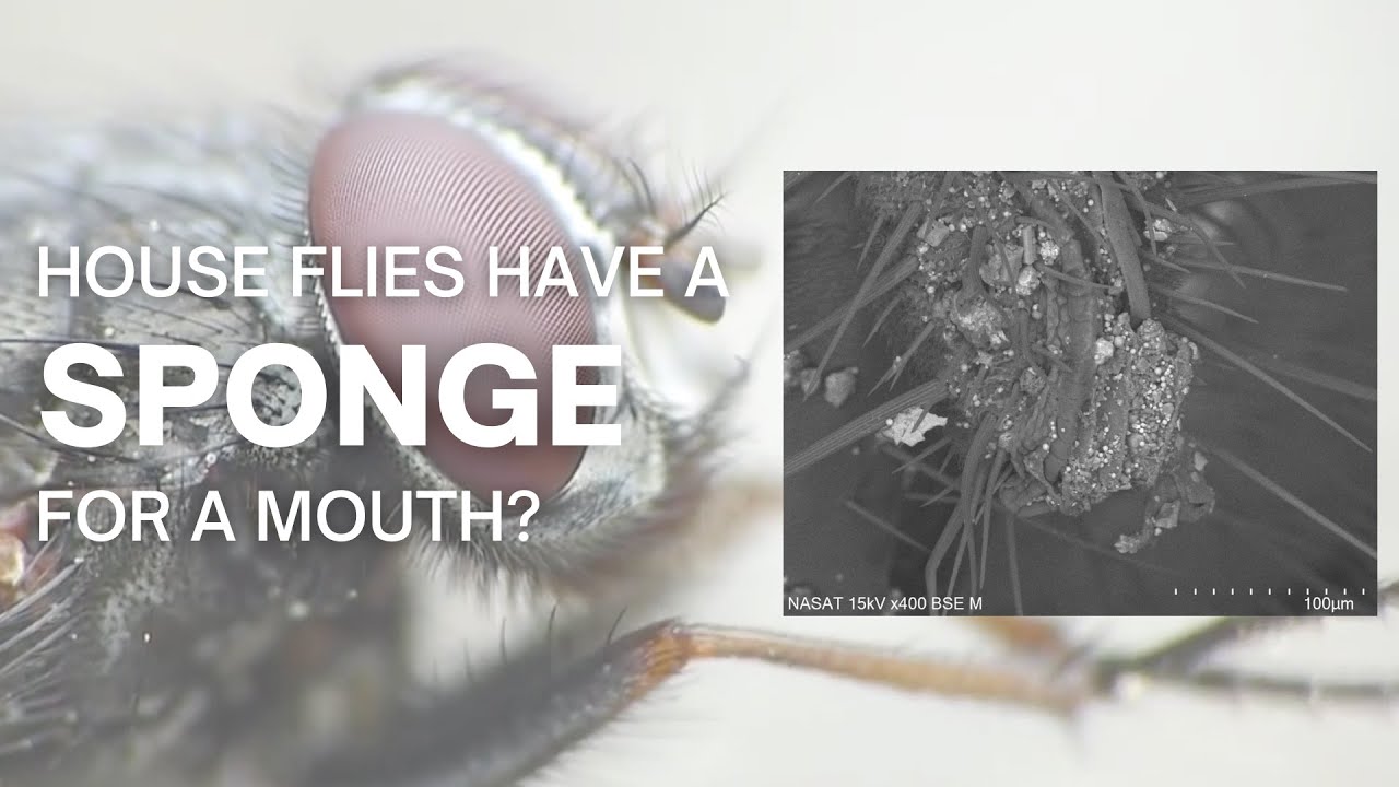 Flies Have a Sponge for a Mouth?