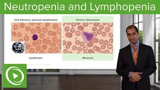 Quantitative WBC Disorders: Leukocytosis \& Leukopenia – Pathology | Lecturio