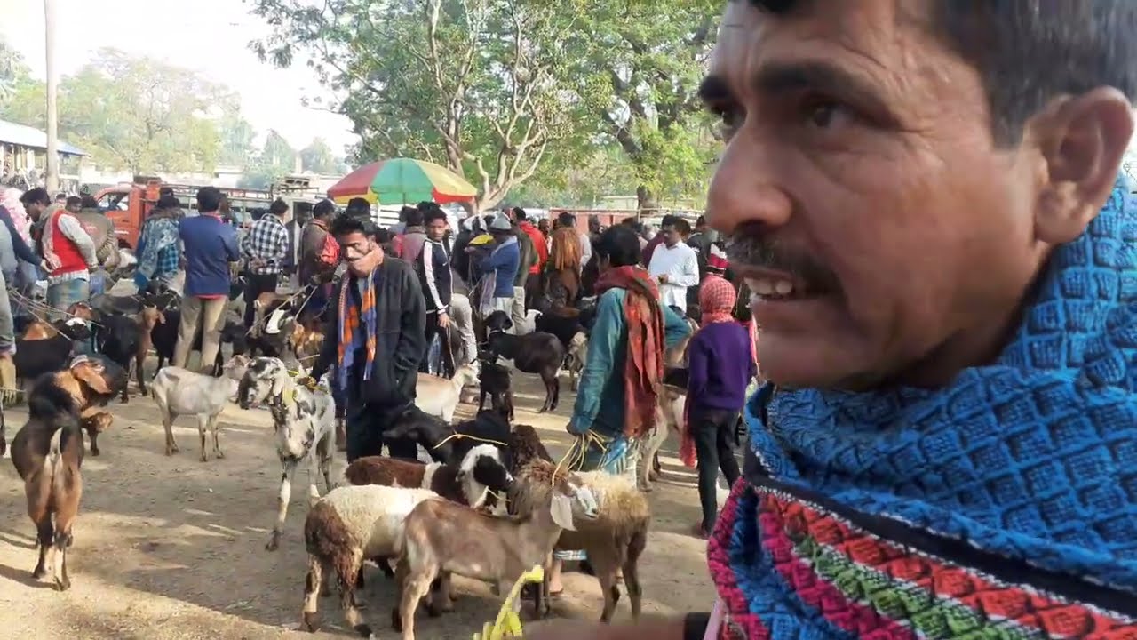ভারতের পশ্চিমবঙ্গের পূর্ব বর্ধমান জেলার বিবিরহাটে খুব সস্তায় বিক্রি হলো ছাগল ও ভেড়া/Goat ..Market.