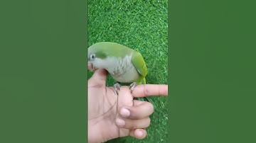 Green Monk HandTamed Parrot
