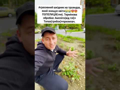 Небезпека на трояндах.