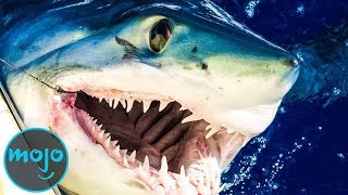 TOP 10 Scariest Shark Species