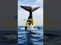 La Ballena Jorobada y Su Canto Misterioso 🐋 |#BallenaJorobada#HumpbackWhale#Océano#AnimalesMarinos