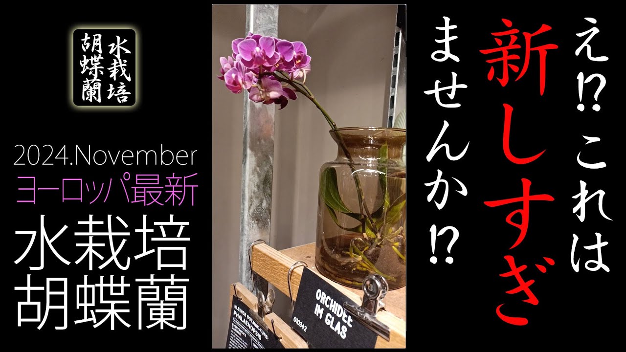 【胡蝶蘭】欧州の常識は日本の非常識？【水栽培】
