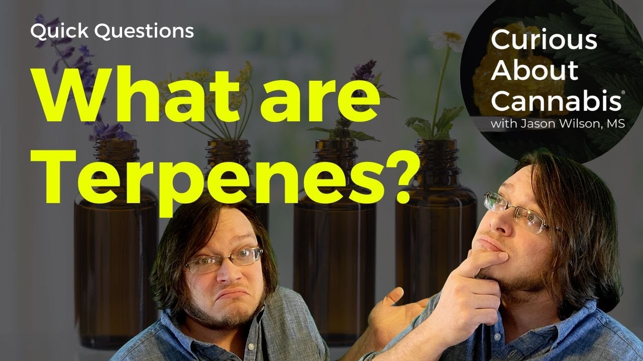 What are TERPENES? | Terpenes vs Terpenoids | Curious About Cannabis Quick Question