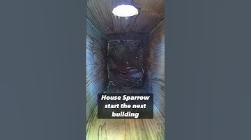 House Sparrow Starting Nest Building🪹🪶