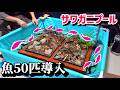大量の魚をプールで泳がせると…【サワガニプール】