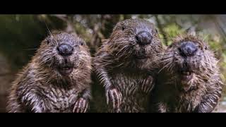 Shaun Keaveny - Devon is beaver heaven (feat. Macca + Vine) -  6 Music Breakfast Show