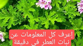 إزاي تهتم بنبات العطر /العطر شان وتخليه يزهر ري / تسميد / شمس اليكم الحل👌