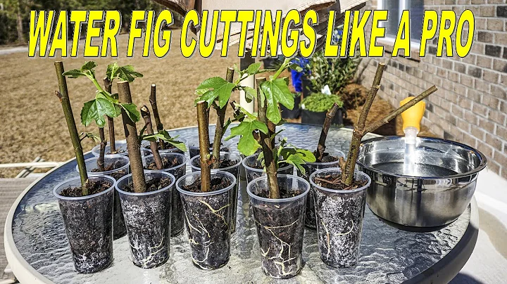 Quick Tip: Water Fig Cuttings Like A Pro