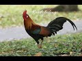 Download Lagu Suara pikat kokok Ayam hutan jantan