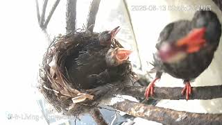 紅嘴黑鵯｜鳥寶寶日記 🐣｜2026.08.13｜Black Bulbul (Hypsipetes leucocephalus)