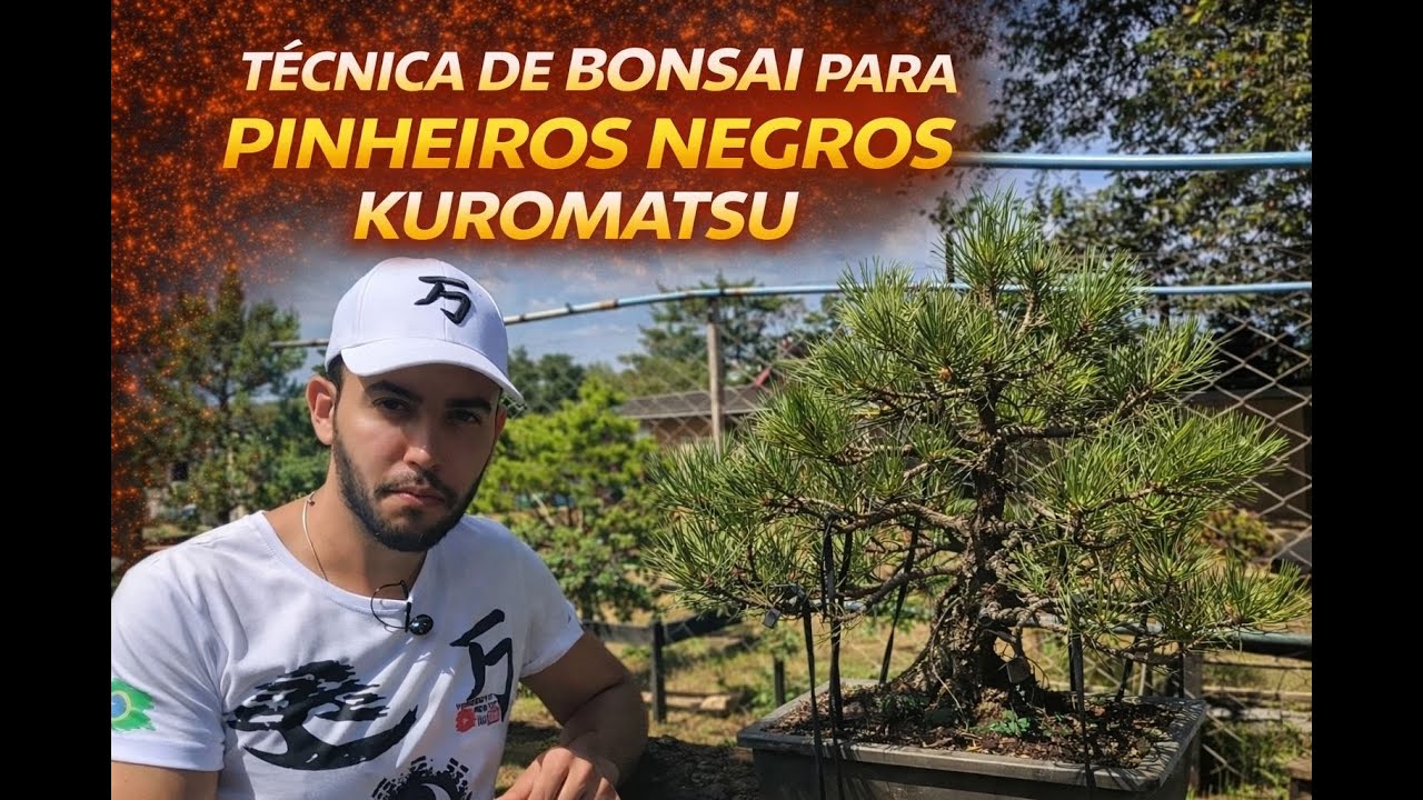 TÉCNICA de  BONSAI para PINHEIRO NEGRO🌞☤  em RECUPERAÇÃO
