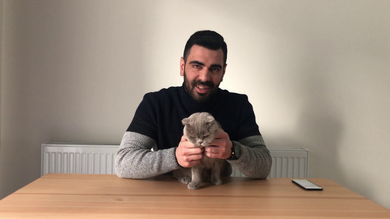 SCOTTISH FOLD KEDİ IRKI İLE İLGİLİ ÖNEMLİ BİLGİLER/BAKIMI/BİLİNMESİ