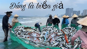 Ngư Dân Đà Nẵng Vui Mừng Bội Thu Cá Nục Gai Bán Với Giá 70k/ 1 ký