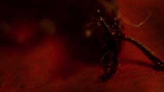 Vulturine - Viktim 600