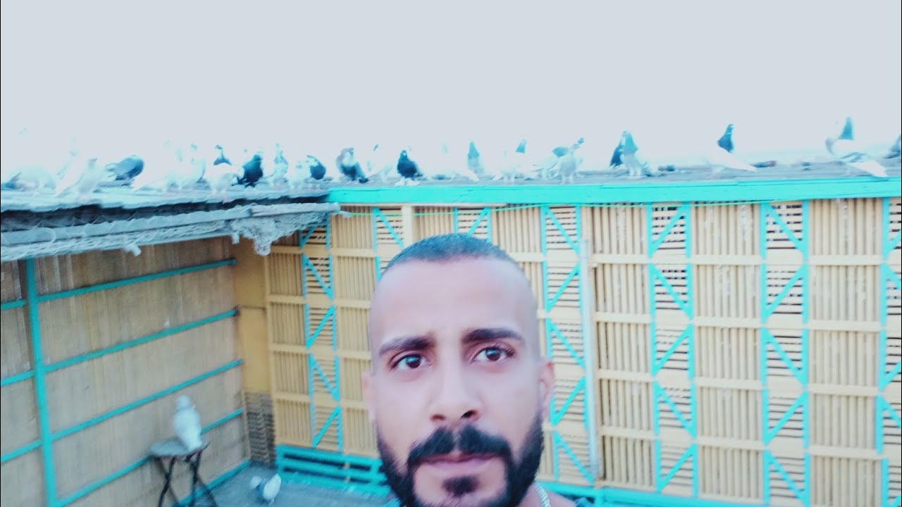 تصليح الدكر العاشق في فتره تشميس#حسين_الخطيب