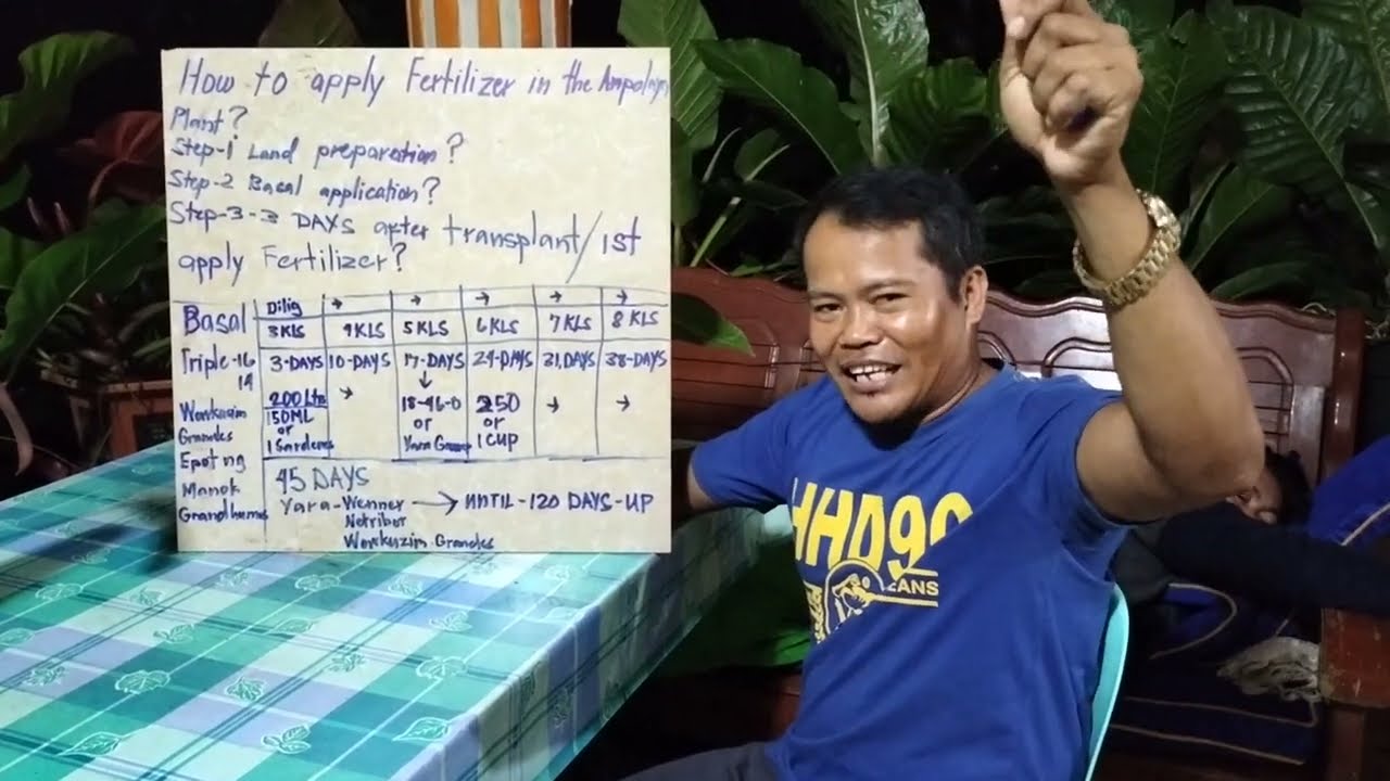 #How to apply fertilizer in the ampalaya plant? ito na po mga ka farmers, panu-orin nyo Po  thanks