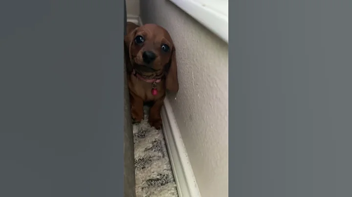 Dachshund Puppies Play Hide and Seek with Mom || ViralHog