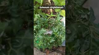 மளளம மலரம Virginianum டஙகததர சட Kuyil