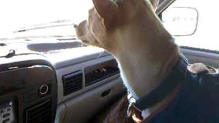 Basenji Talking During Car Ride - Part 1