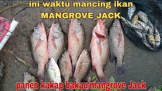 HARUS TAU JAM WAKTU||MANCING MANGROVE JACK/KAKAP BAKAU