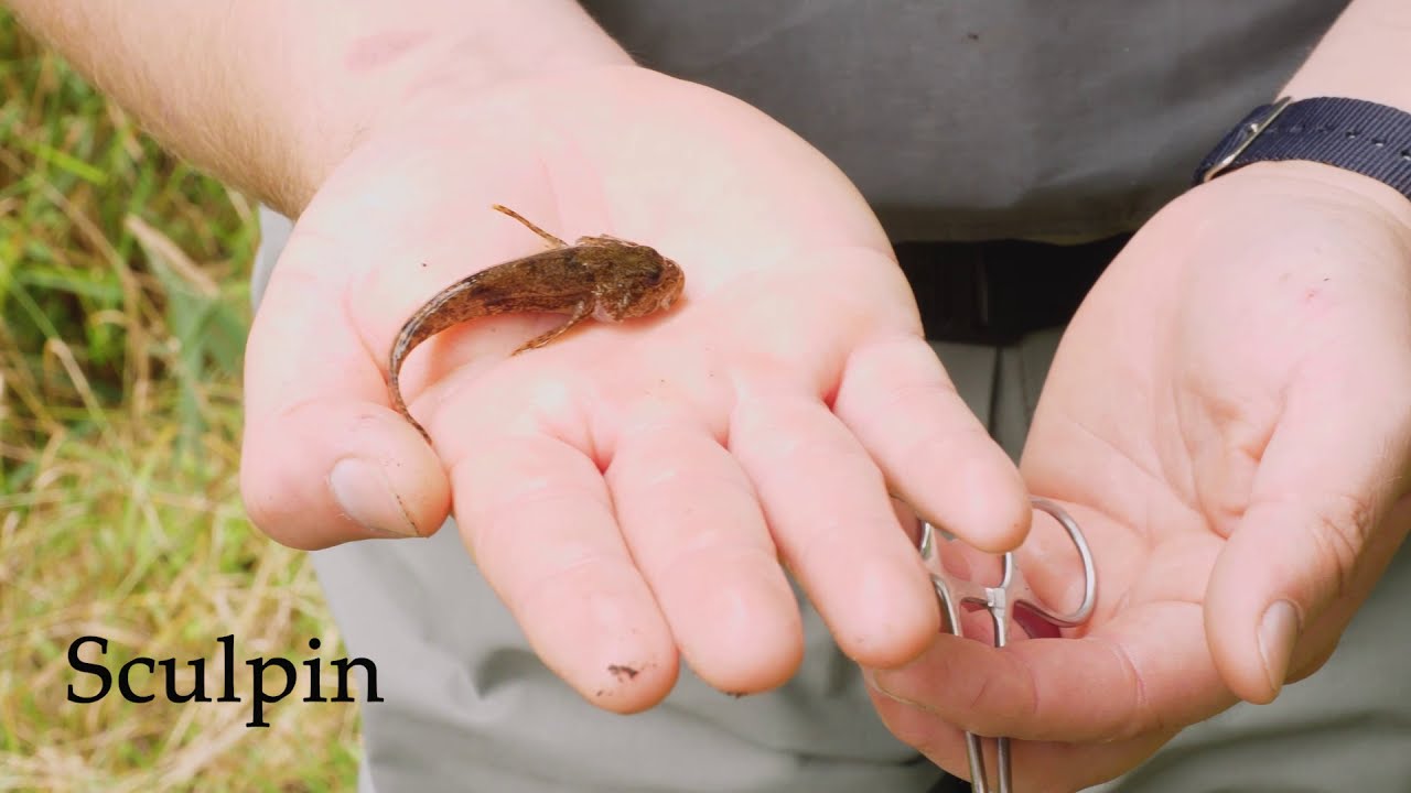 Freshwater bites: sculpin vs. round goby - YouTube
