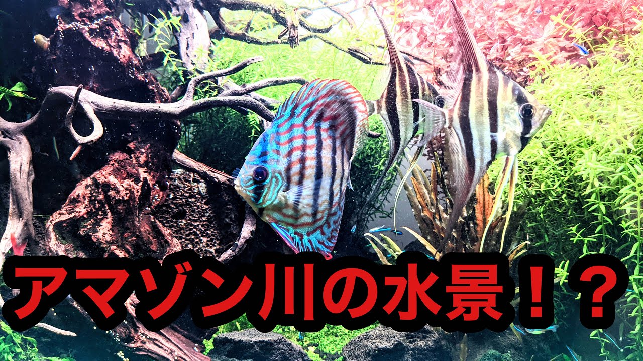 アクアリウム ディスカス 視聴者様の美しいディスカス 水景を紹介no10 Youtube